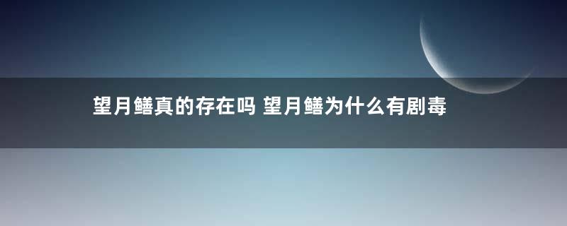 望月鳝真的存在吗 望月鳝为什么有剧毒